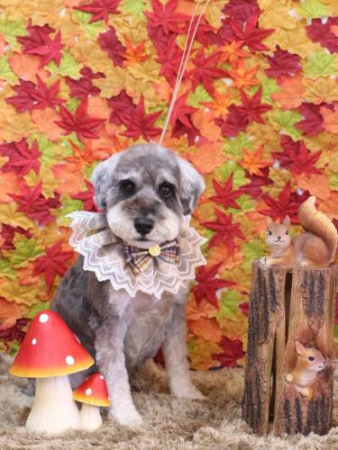 20241107ディアくん